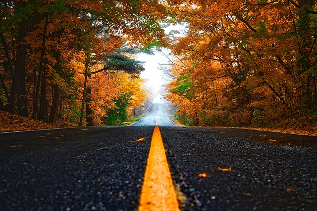 紅葉が始まった並木道。秋の訪れと季節の変わり目を感じさせる風景