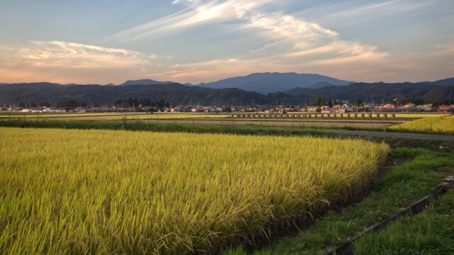 夕暮れの黄金色の稲穂が広がる秋の田園風景と山並み